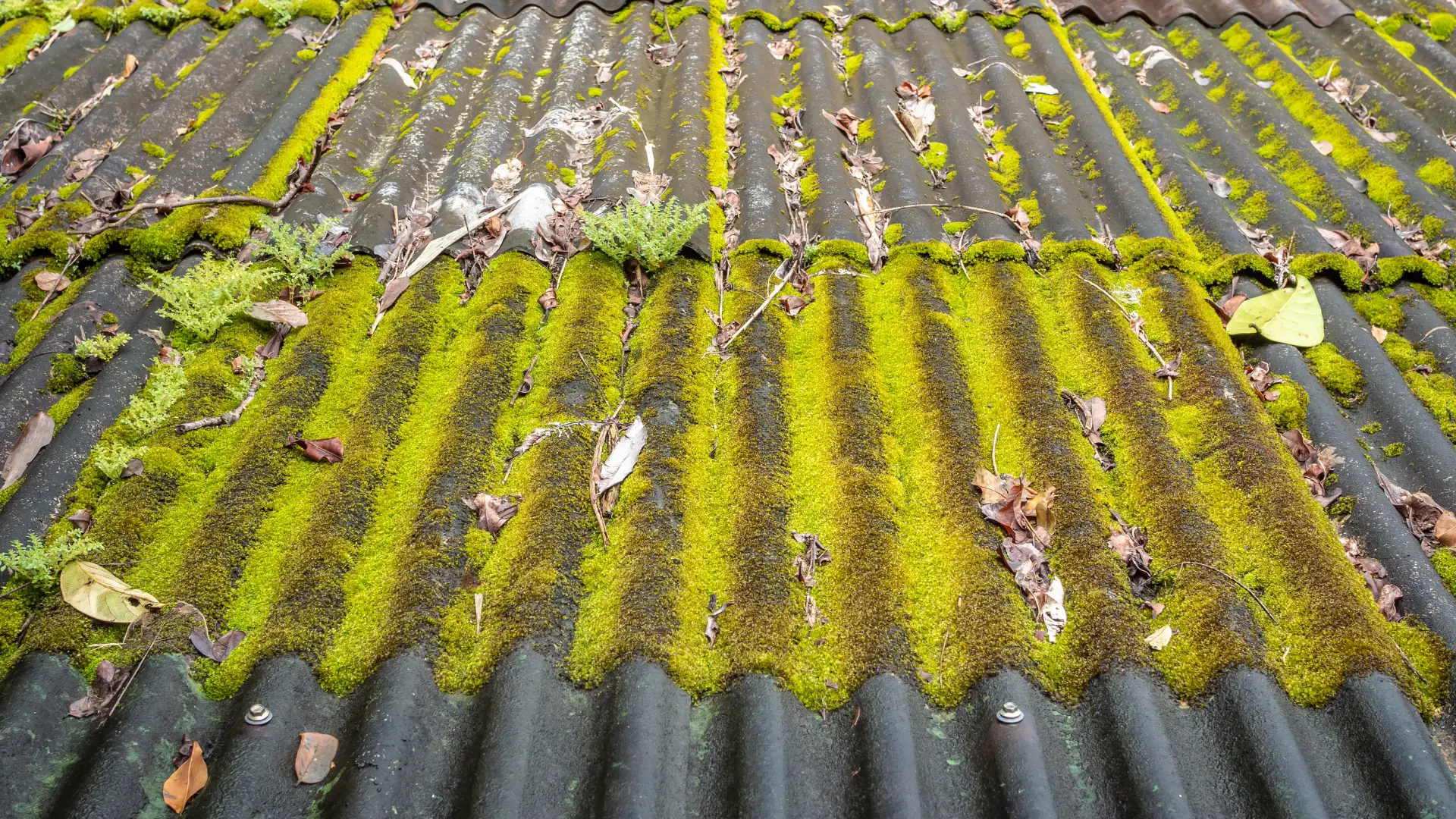 Thick moss and debris built up across roof sheeting before cleaning